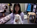 【猫の多頭飼い】ねこ姉さんふじ子のおしゃべり報告会 2019.11.17