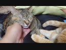 拾いねこ＠生後2692/2659日目　らぶらぶモード～。