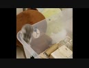 【ハムスター】さらちゃんのさらさら活動日記その8(声なし)