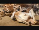 おっさんみたいなカンガルー