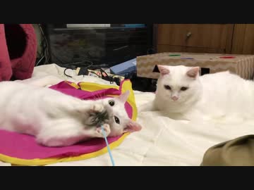 ウチューネコチャン、稀代の不器用っぷりを見せつける