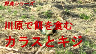 野鳥シリーズ　川原で餌を食む　カラスとキジ