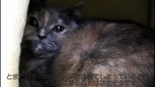 【猫は人見知りする生き物】ガチガチに固まった猫ちゃんを撫でてあげる