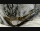 いびきかく猫