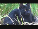 real as cat