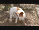 庭をよちよち歩くワンコ（パピヨン）3