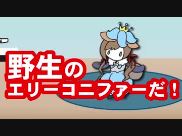 「はわわわわ！」 野生のエリー・コニファーが現れた！