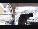 姫路を旅行中のあずきの様子　2019-11-9