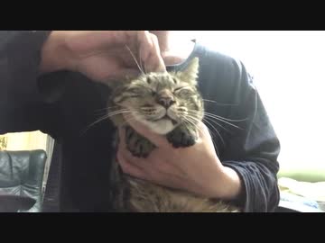 猫が喜ぶ新マッサージ、発見される