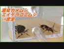 激臭カメムシと【100度のオナラ】ミイデラゴミムシを密室に閉じ込めた結果・・・。