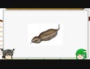 【ゆっくり解説】初心者のＵＭＡ解説