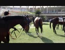 【現地映像】馬だけ見てわかる？惨敗続きだった馬が圧勝で未勝利脱出　パドッククイズ難易度S