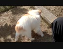 庭をよちよち歩くワンコ（パピヨン）4
