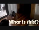 【ツン猫】猫をまだ知らない子猫