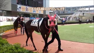 【現地パドック映像】カメラ目線のケイアイサクソニー　3歳未勝利戦パドック