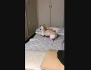 ボールの新しい遊び方を発見した柴犬