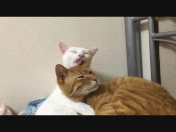 アタマガコネコチャン、ベテラン子猫としての貫禄を見せつける