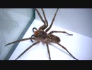 ［閲覧注意!!］西アフリカ産アシダカグモにゴキブリを与えてみた。（Sparassidae sp. ）