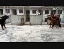 チベタンマスティフvs土佐犬（閲覧注意）