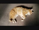【ぬこ】縁側に転がるフライ盛り合わせ