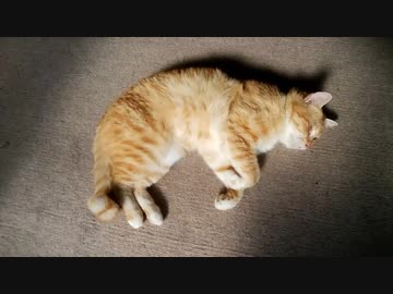 【ぬこ】縁側に転がるフライ盛り合わせ