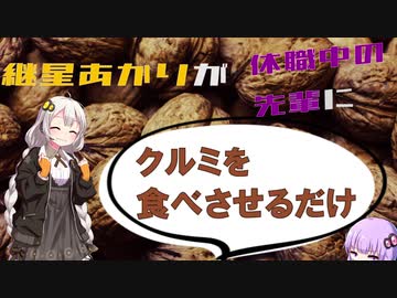 紲星あかりが休職中の先輩にクルミを食べさせるだけ