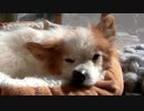ペットベッドで日向ぼっこするワンコ（パピヨン）