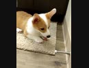 ドアストッパーと戯れるコーギー