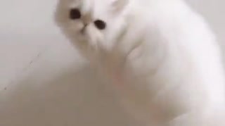 【可愛い猫】はやくはやく！ごはんください！！