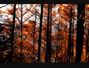１１月晩秋の景色