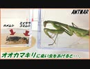 オオカマキリにカメムシとミイデラゴミムシを与えたら、まさかの結果になった・・・。
