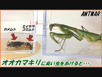 オオカマキリにカメムシとミイデラゴミムシを与えたら、まさかの結果になった・・・。