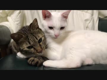 瀕死だったキジトラ子猫、へたくそな愛で優しい猫に育つ