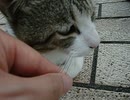 「おひげ」を引っ張っても怒らないにゃん(ΦωΦ)