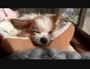 ペットベッドで日向ぼっこするワンコ（パピヨン）2