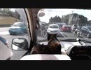 岡山・道の駅での旅猫あずきの様子 2019-11-10