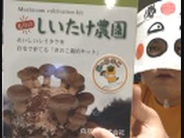 『もりのしいたけ農園』でキノコを生やしてみた結果