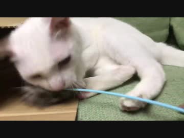 超攻撃型コネコチャン、ウチューネコチャンに愛の鉄拳を喰らう