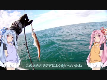 永遠の釣りビギナー琴葉姉妹 PART2 上越ジギング