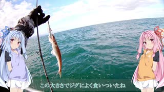 永遠の釣りビギナー琴葉姉妹 PART2 上越ジギング