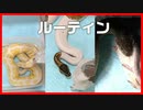 【捕食！】ボールパイソン コーンスネーク 飼育している蛇達のエサやりルーティン【かわいい】