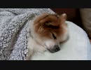 ブランケットに包まれてすやすやするワンコ（パピヨン）