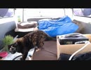 【旅猫】ハプニング　見ちゃいゃあ～～ん【猫旅】