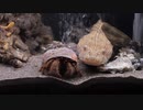 猫みたいな魚クサウオの紹介