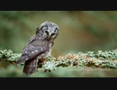 Sage of the forest -オリジナル楽曲-
