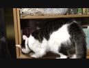 猫がごはん漁る犯行現場を押さえました　猫の惑星MV元動画フルサイズ