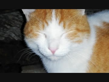 海辺のねこpart7