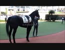 【現地映像】競馬初心者向きのパドッククイズ難易度F　勝った馬が普通に簡単に見抜けるパドック