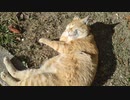 ちゃっぴー22 #茶トラ #日向ぼっこでまん丸招き猫 #公園の人気者