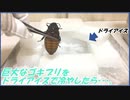 巨大ゴキブリを余ったドライアイスで冷やしたら・・・